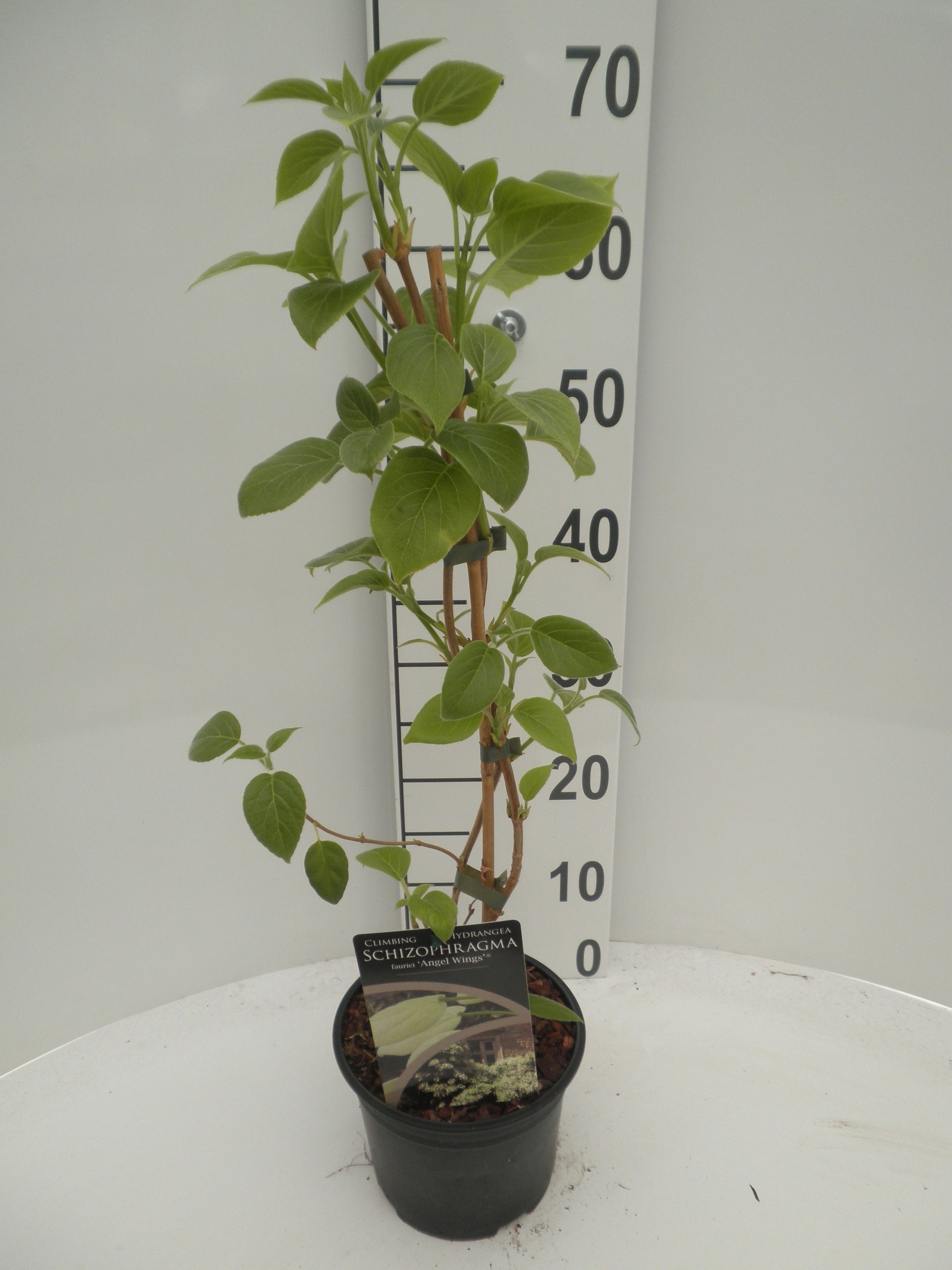 Schizophragma Angel Wings 50cm 17cm Pot