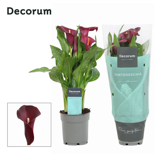Zantedeschia Royal Valentine 35cm 12cm Pot
