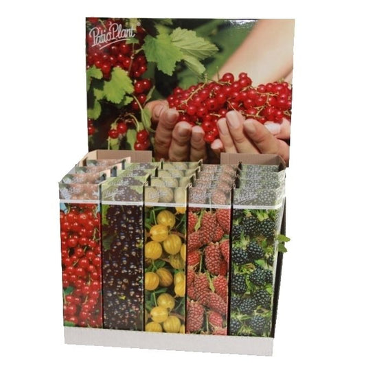 Fruit shrubs mix 30cm 9cm Pot