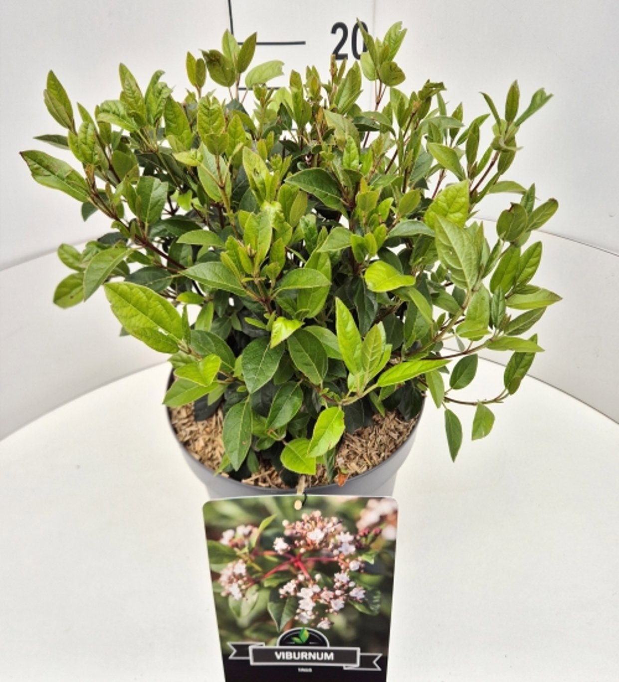 Viburnum tinus 50cm 28cm Pot