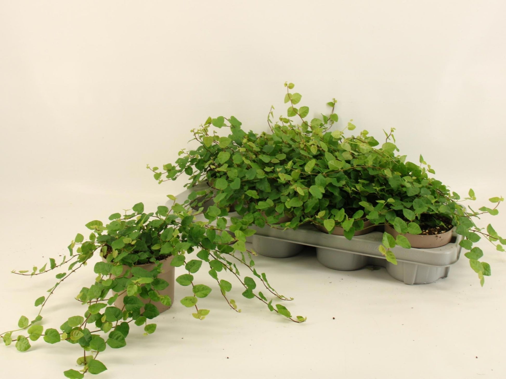 Ficus pum. Green Sunny 15cm 12cm Pot