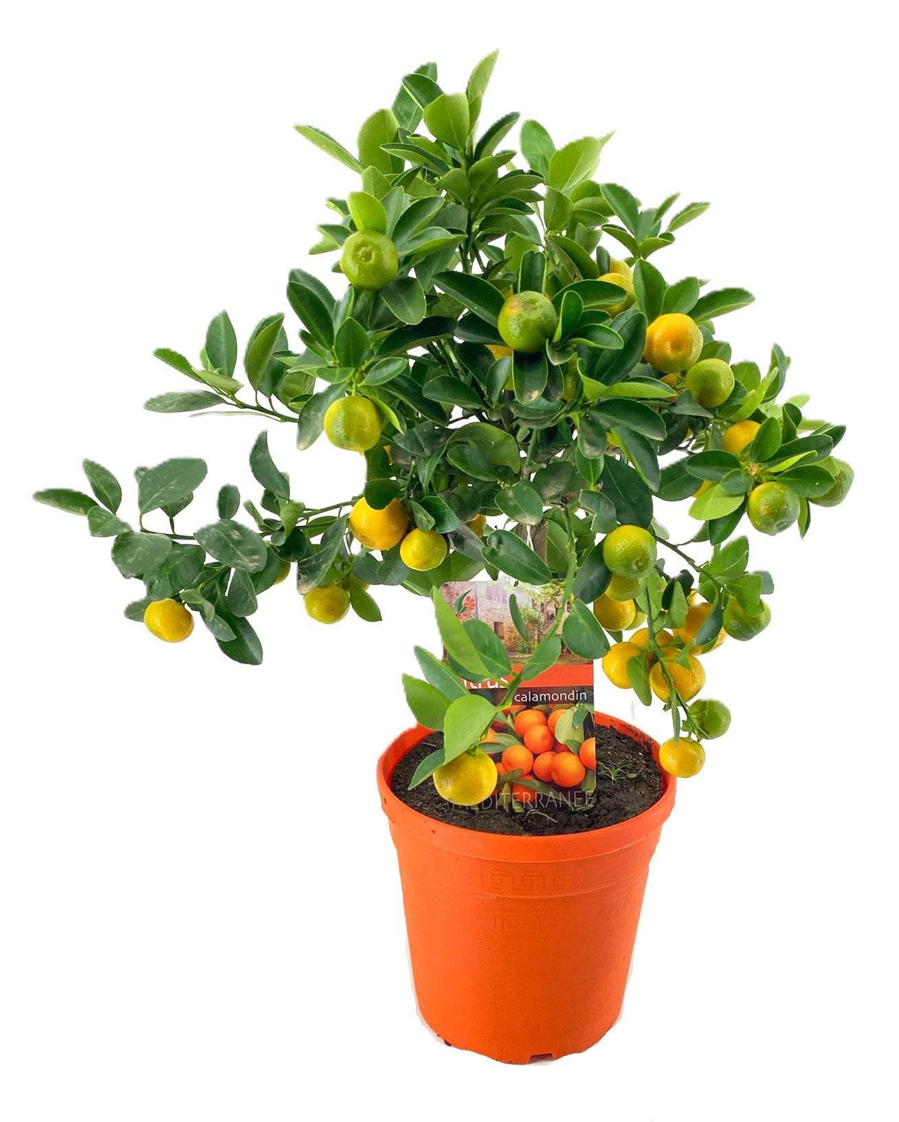 Citrus calamondin standard 55cm 19cm Pot