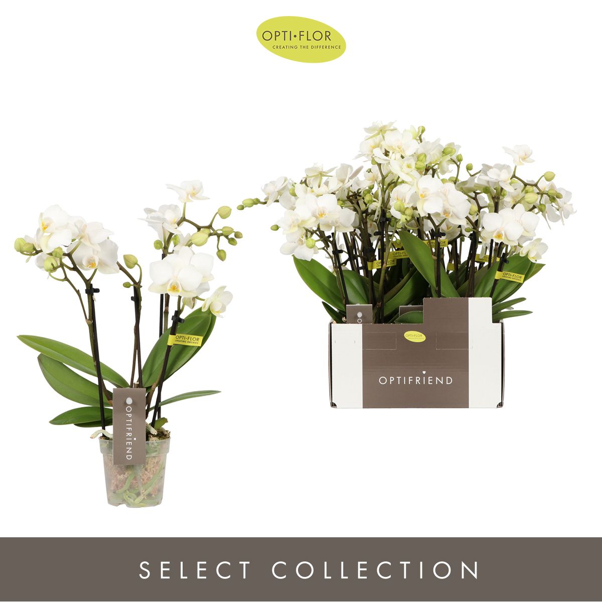Phalaenopsis mf. Sandra 25cm 7cm Pot