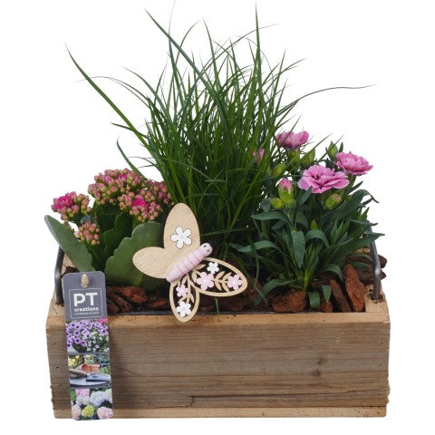 PTPP7052 Arrangementen Perkplanten 27cm 25cm Pot