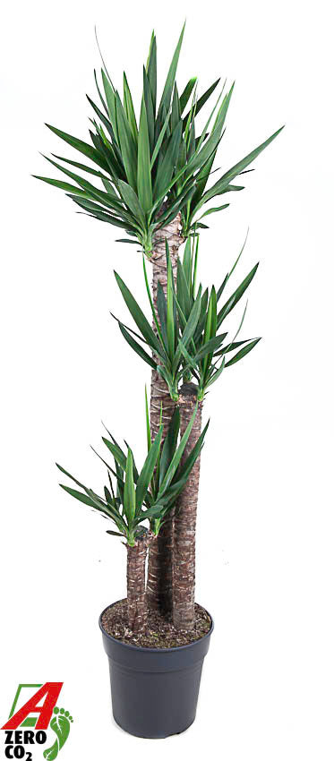 Yucca 120-90-45 180cm 31cm Pot