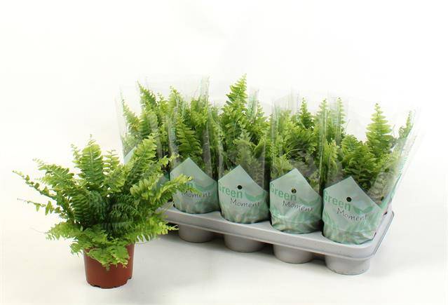 Nephrolepis Green Moment 25cm 12cm Pot