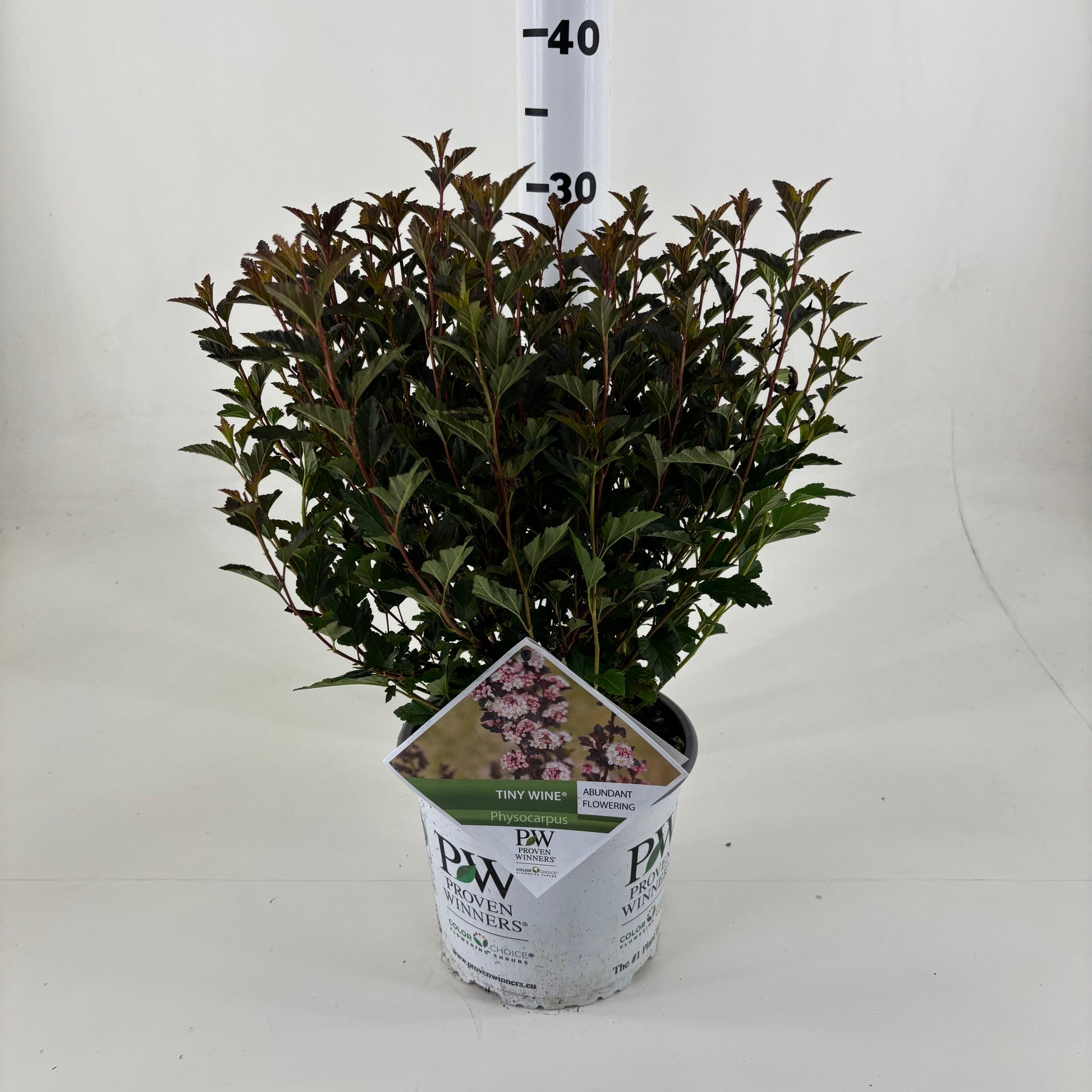 Physocarpus Tiny Wine 25cm 19cm Pot