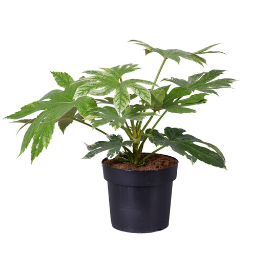 Fatsia jap. mix 35cm 17cm Pot