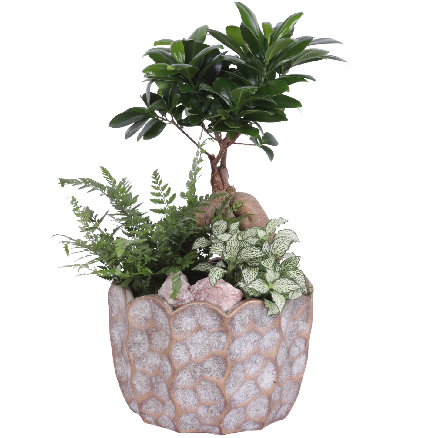 arr. Kamerplanten YR621F0670 40cm 21cm Pot