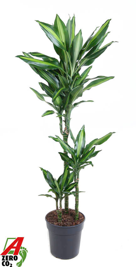 Dracaena fragrans Cintho 60-30-15 120cm 21cm Pot