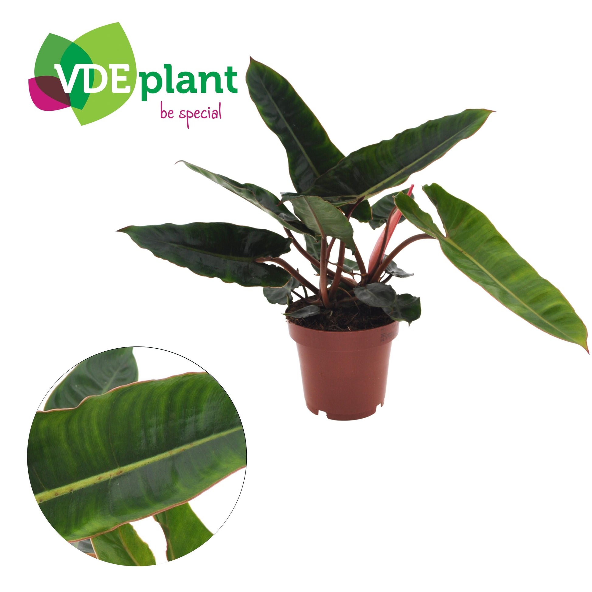 Philodendron Billietiae 25cm 12cm Pot