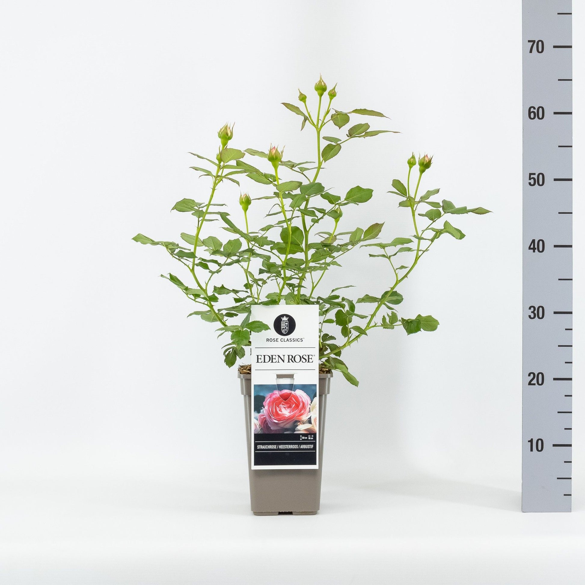 Rosa th. Eden Rose 88 20cm 17cm Pot