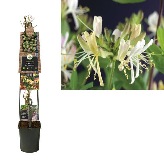 Lonicera per. Belgica Select 115cm 23cm Pot