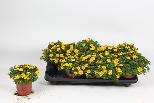 Bidens Hybrid 18cm 510cm Pot