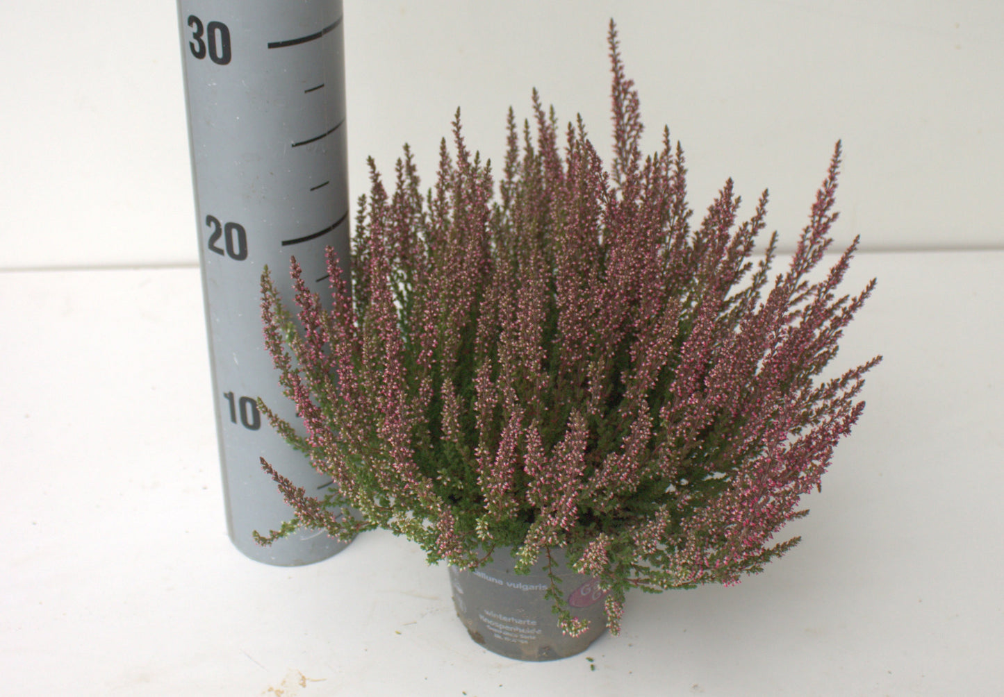 Calluna Garden Girls red 25cm 12cm Pot