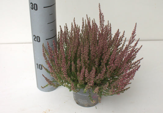Calluna Garden Girls red 25cm 12cm Pot