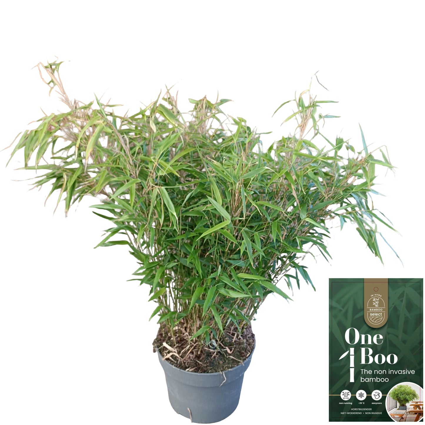 Fargesia robusta Formidable 80cm 29cm Pot
