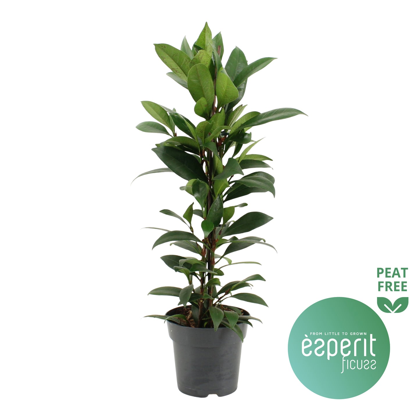 Ficus cyathistipula Compacta 70cm 17cm Pot