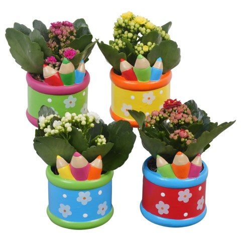 PTBTS3207 Arrangementen kamerplanten 14cm 8cm Pot