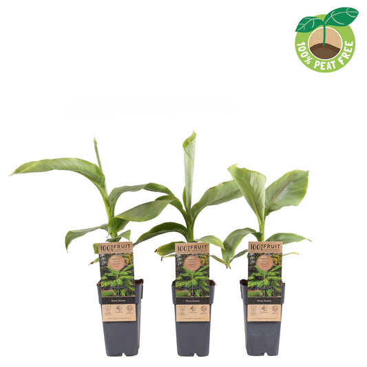 Musa basjoo 65cm 15cm Pot