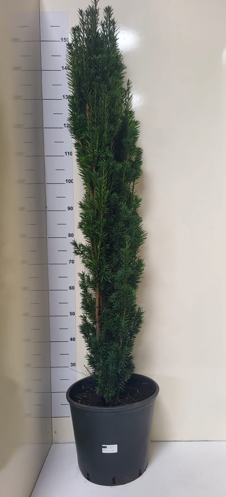 Taxus bac. Fastigiata Robusta 160cm 31cm Pot