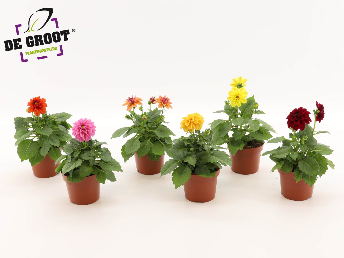 Dahlia mix 25cm 12cm Pot