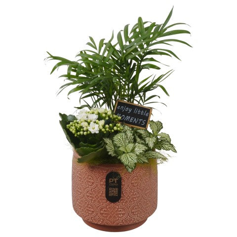 PTIB5182 Arrangementen kamerplanten 33cm 14cm Pot