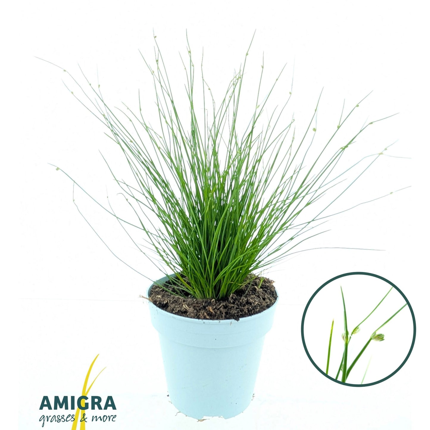 Isolepis cernua 30cm 510cm Pot