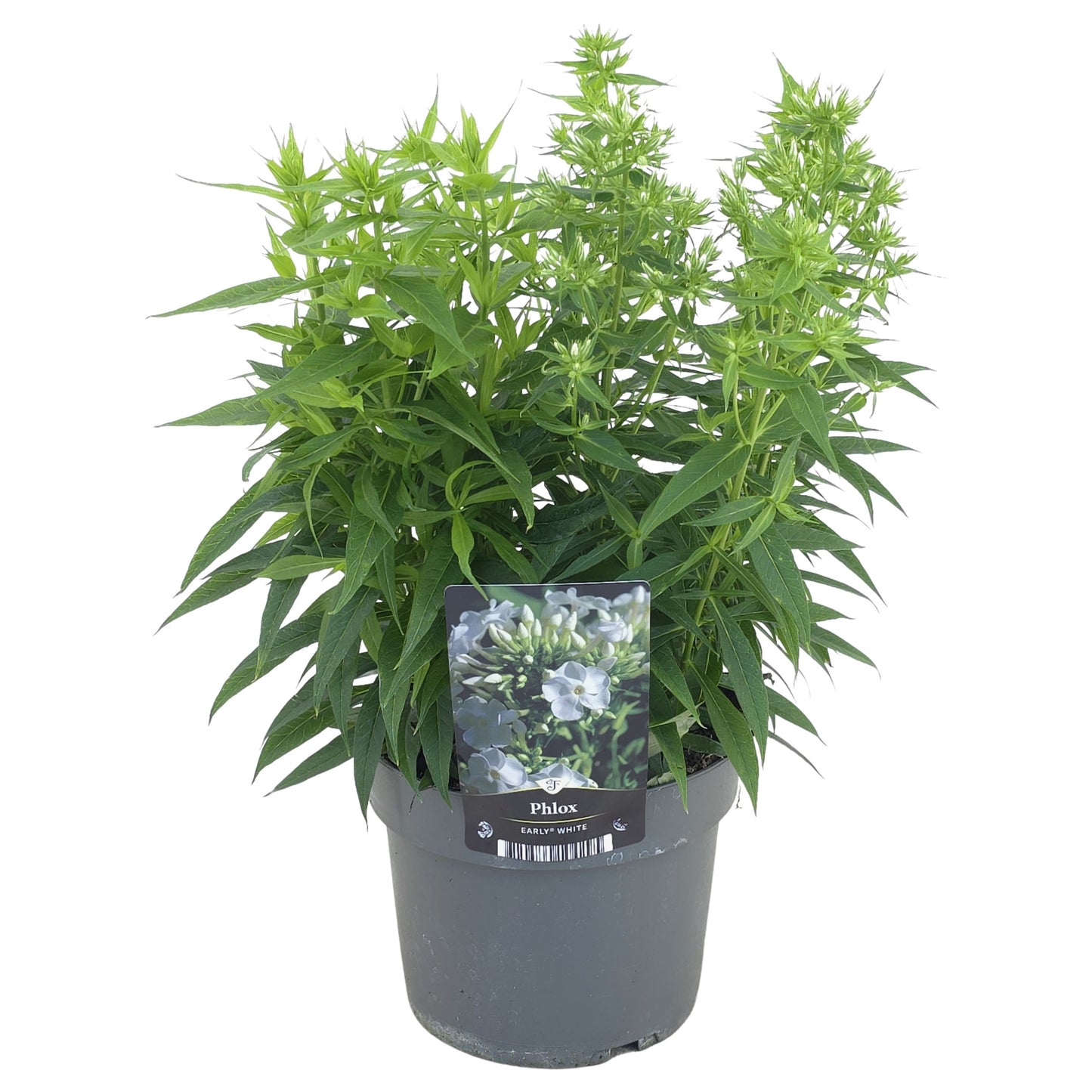 Phlox pan.  Early White 55cm 17cm Pot