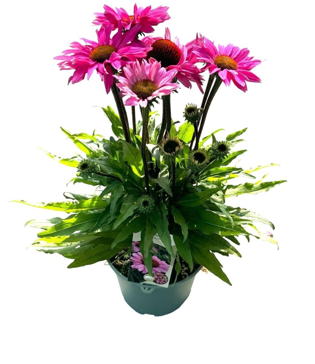 Echinacea Sunseekers Purple Cabbage 45cm 19cm Pot