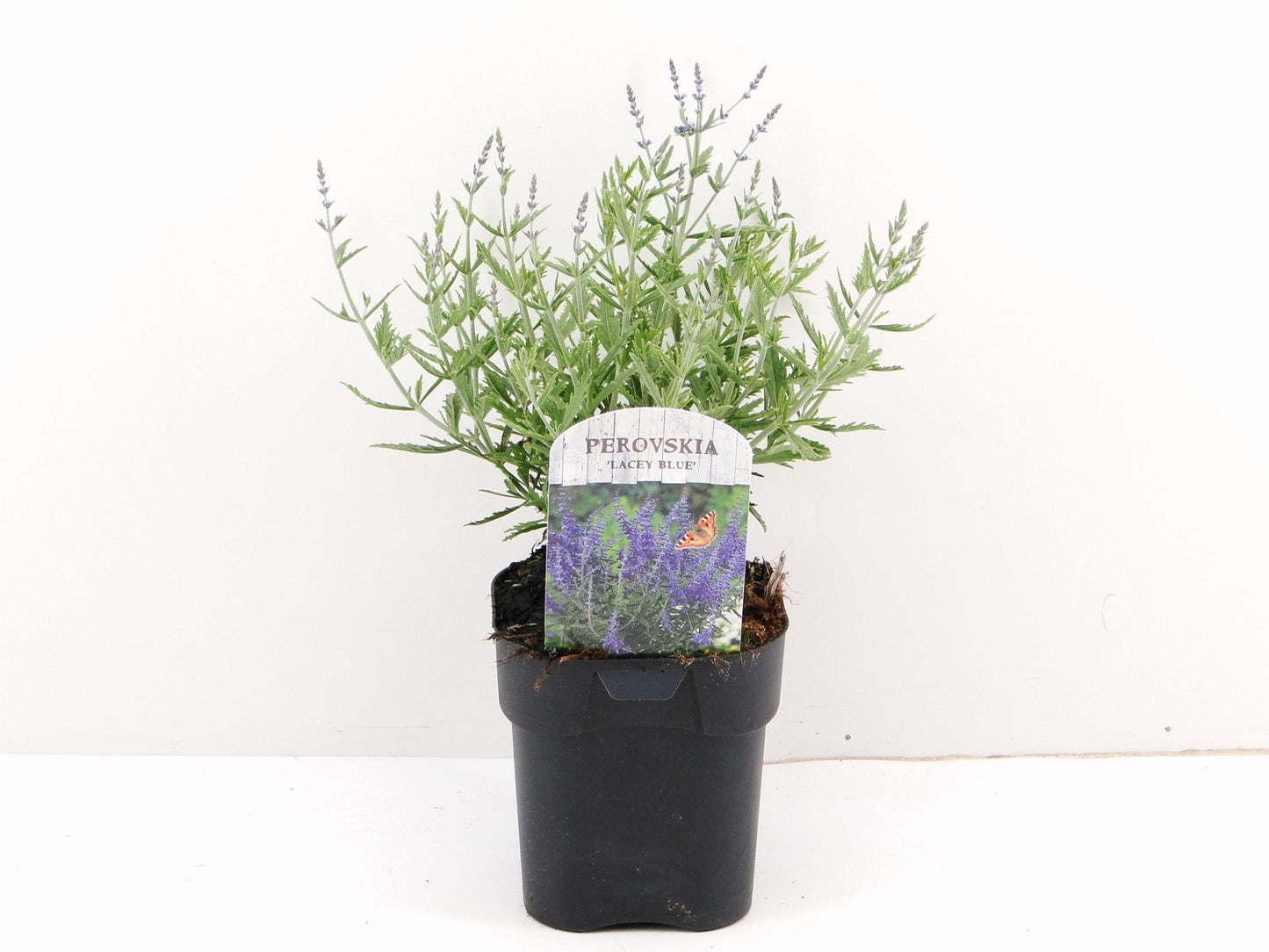 Perovskia Lacey Blue 50cm 17cm Pot