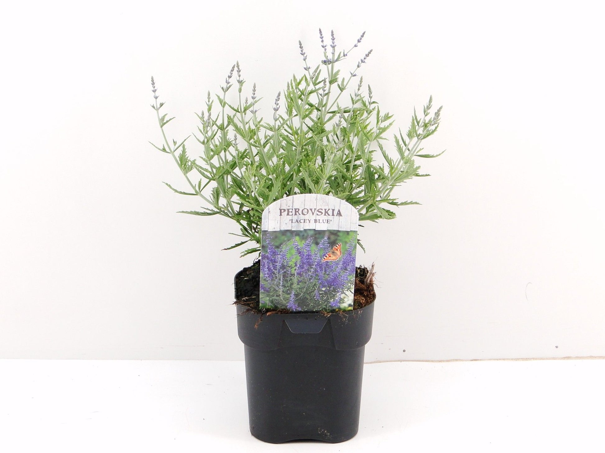 Perovskia Lacey Blue 50cm 17cm Pot