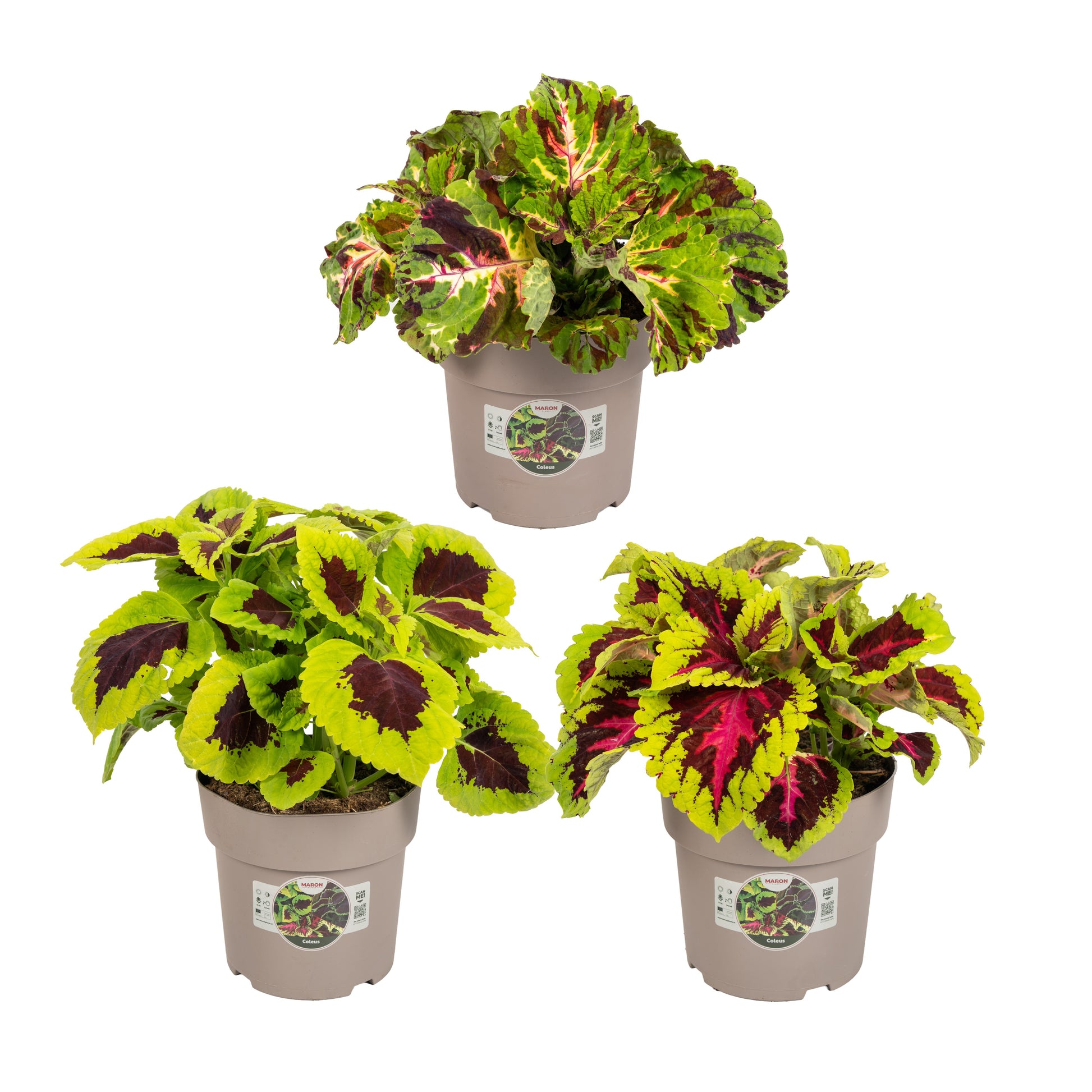 Coleus mix 55cm 23cm Pot