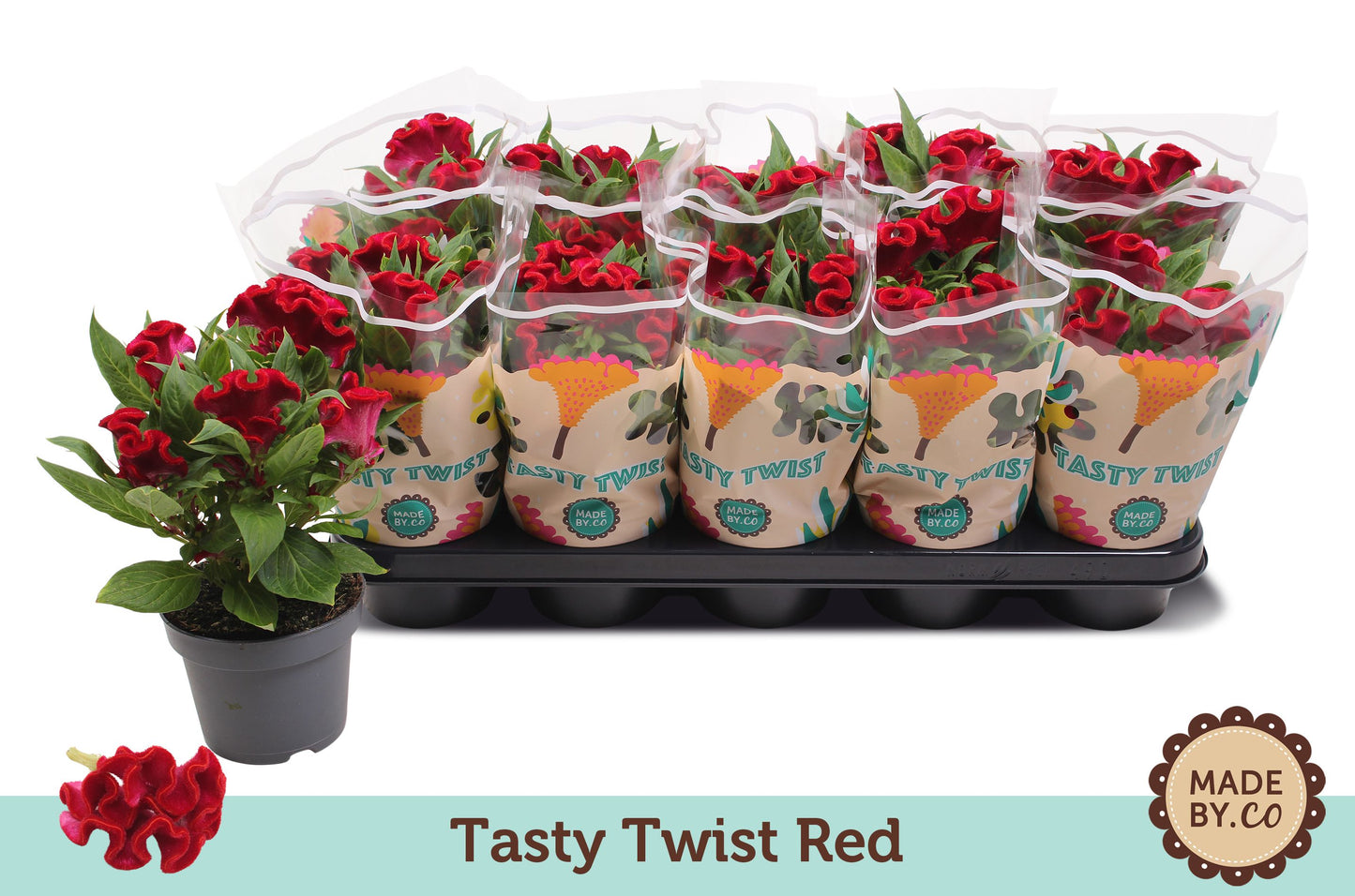 Celosia Twisted Red Currant 30cm 12cm Pot
