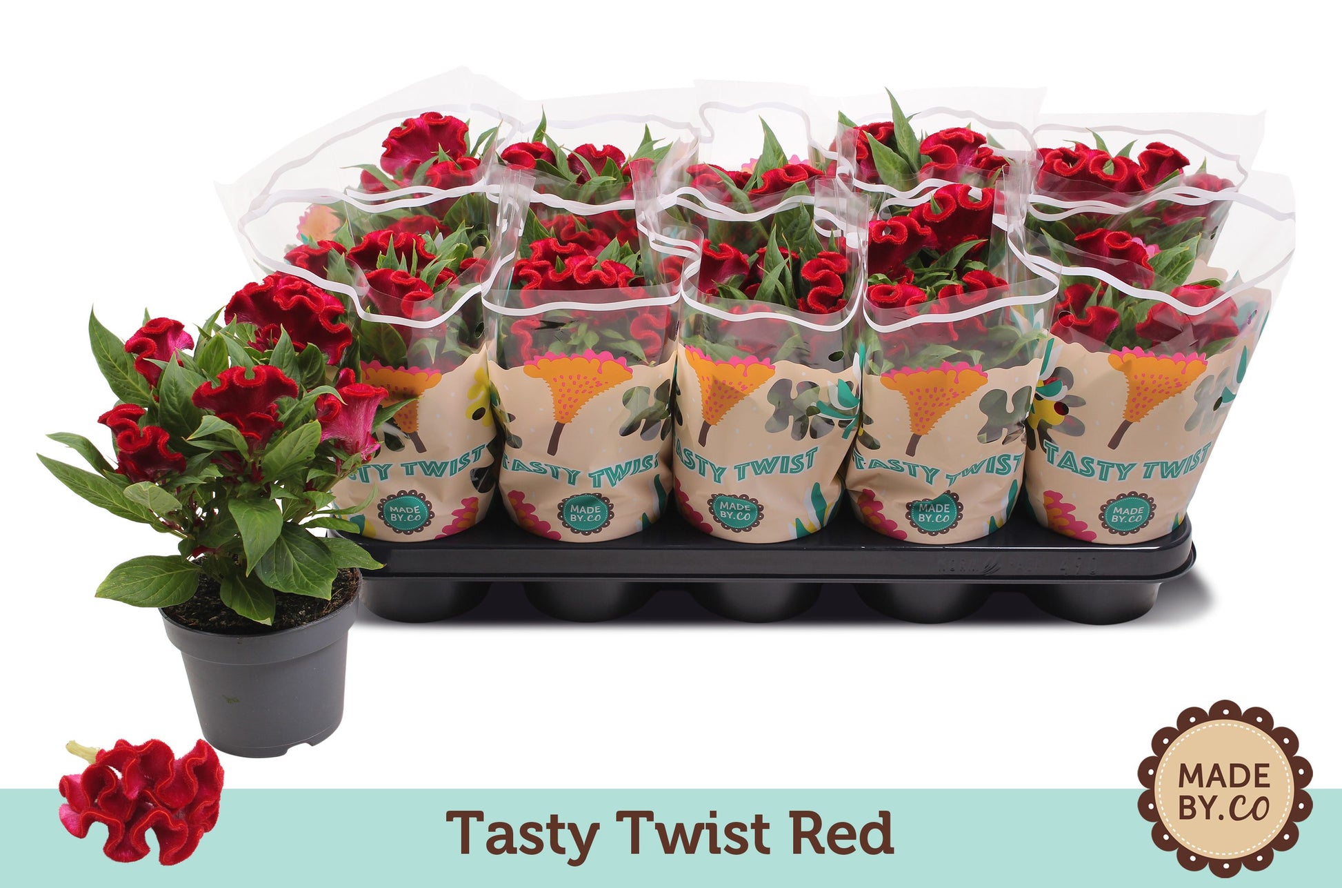 Celosia Twisted Red Currant 30cm 12cm Pot