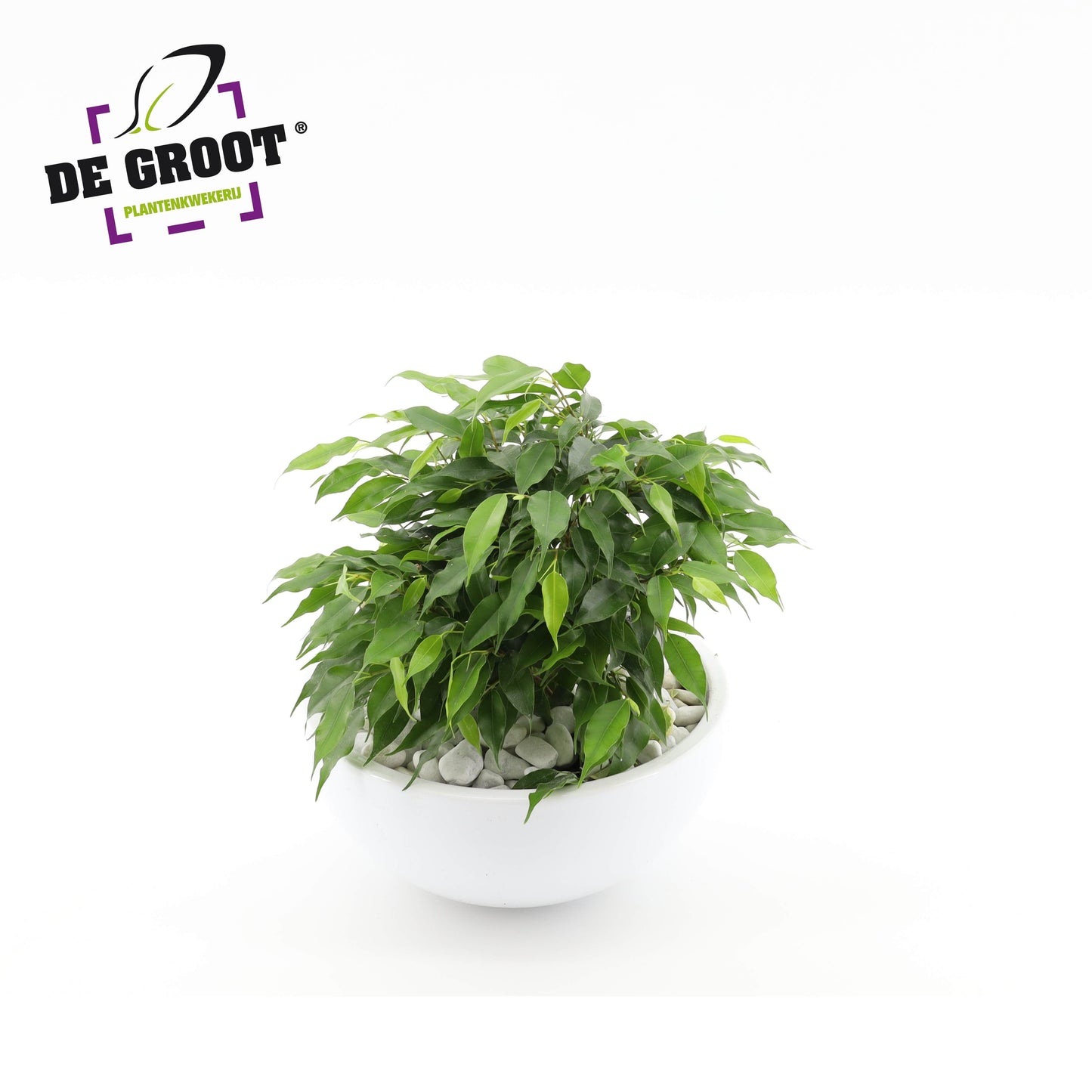 Ficus Green Kinky in zinc 22cm Pot