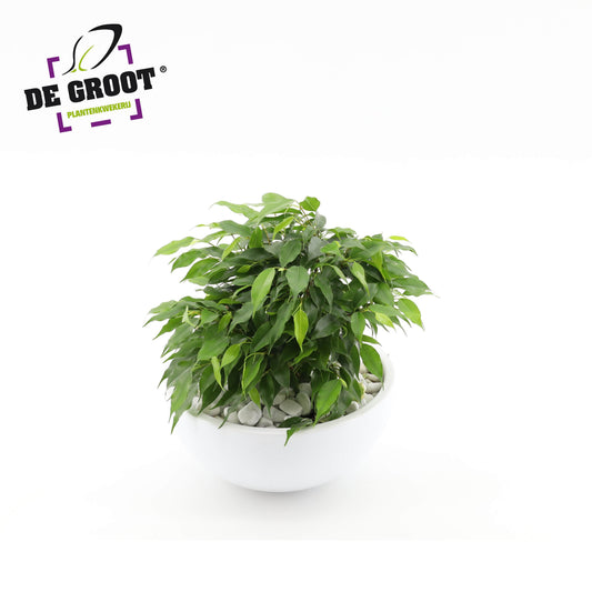 Ficus Green Kinky in zinc 22cm Pot