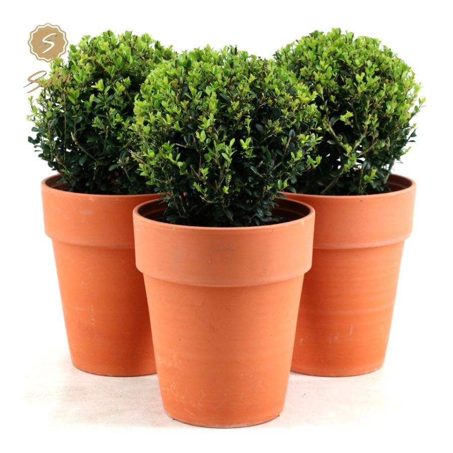 Ilex crenata Jenny 35cm 19cm Pot