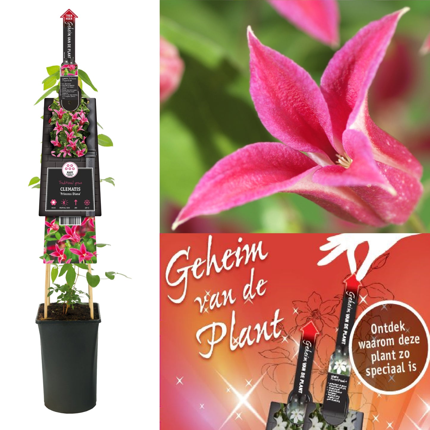 Clematis texensis Princess Diana 75cm 17cm Pot