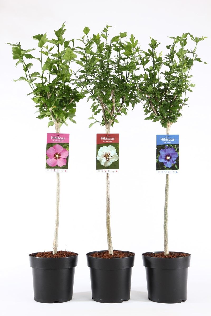 Hibiscus syriacus mix 105cm 21cm Pot