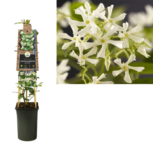 Trachelospermum jasminoides 75cm 17cm Pot