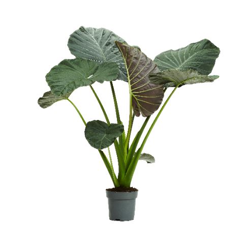 Alocasia Regal Shields 130cm 32cm Pot