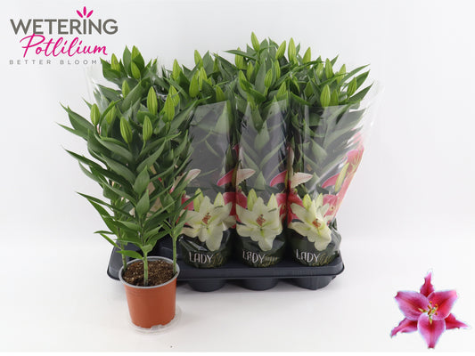 Lilium or. After Eight 52cm 13cm Pot