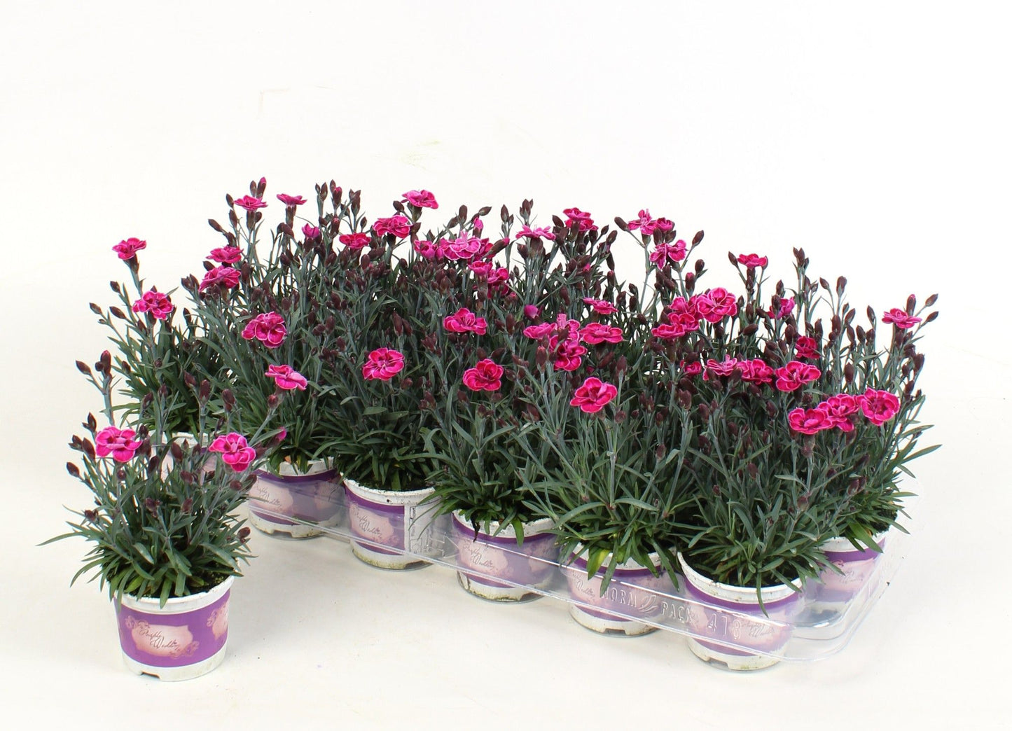 Dianthus Purple Wedding 15cm 9cm Pot