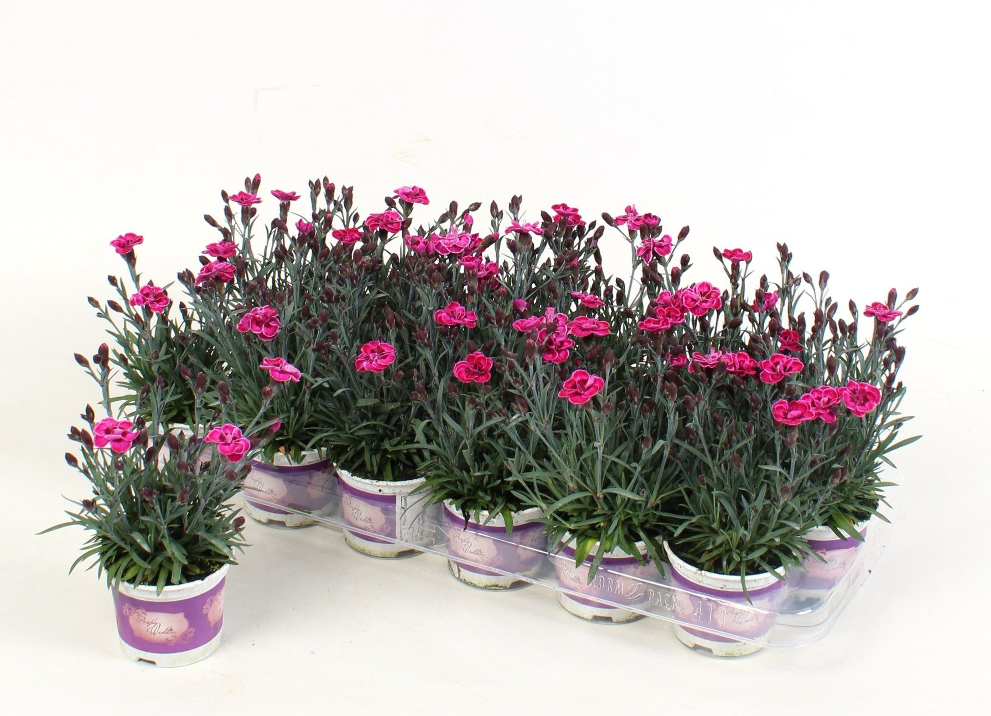 Dianthus Purple Wedding 15cm 9cm Pot