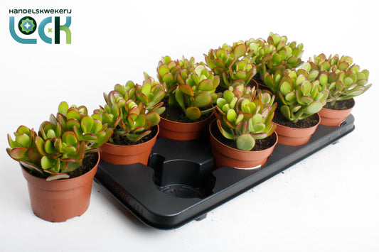 Crassula ovata 18cm 12cm Pot