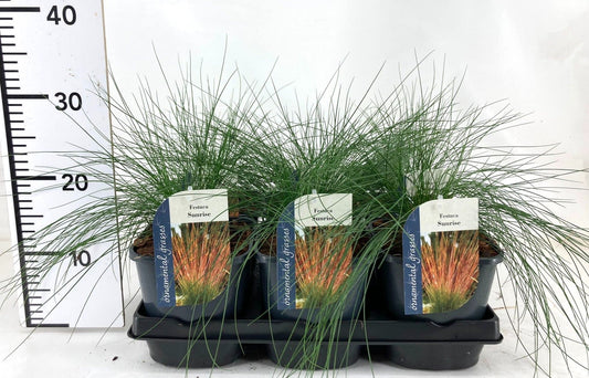 Festuca Sunrise 20cm 17cm Pot