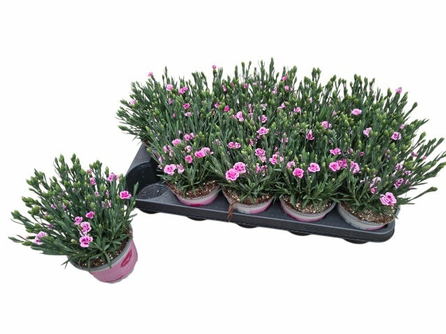 Dianthus Pink Kisses 27cm 12cm Pot