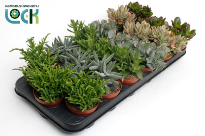 Crassula mix 15cm 8.5cm Pot