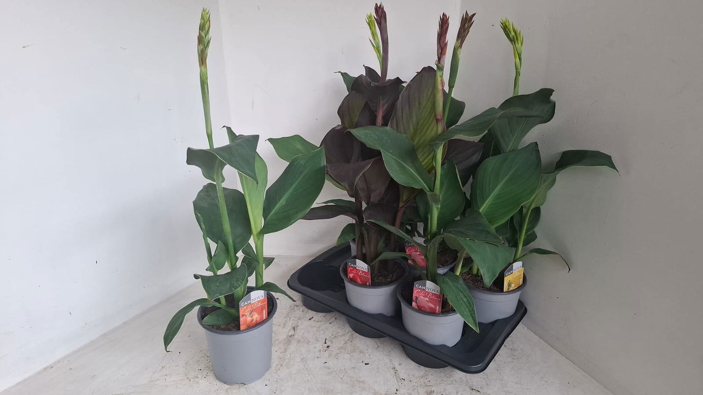 Canna Cannova mix 80cm 17cm Pot